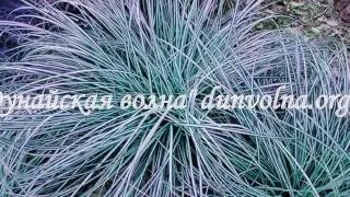 Инна Желанная  - "След в след"