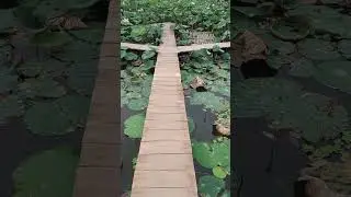 পদ্ম বিলাশ ভিয়েতনাম