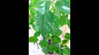 China rose. Diseases and pests. What to do?
