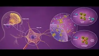 Actinogen Medical (ASX:ACW): Interview with CEO Dr Steve Gourlay