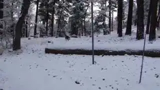 First snow of 2014 Up 2N10 trail Big Bear Lake. with Mickey Mouse, Toby and Timber Husky dogs