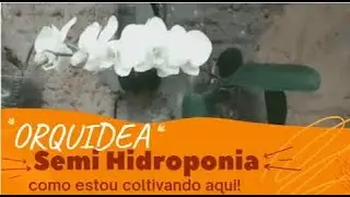 ORQUIDEA   Como plantei em semi hidroponia