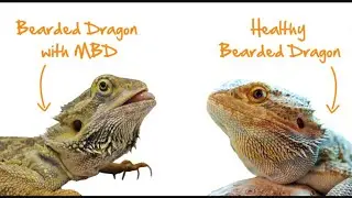What to do if your bearded dragon gets sick