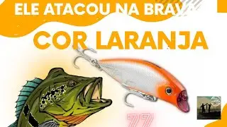 pescando tucunare na lagoa dos anjos, ELE ATACOU FOI NA ISCA BRAVA 77 COR LARANJA