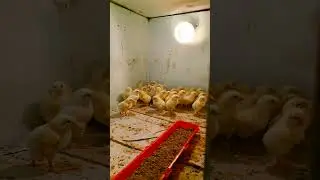 Мне привезли отказников...ничего выкормлю📦👎😒🤷‍♂️🍴