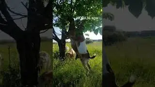 коза36.врн