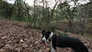 Perros en realidad virtual | VR Experience 