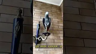 ✅ ОТВЕТ ВСЕГДА ОДИН - КУПАТЬСЯ! 🤣 ЖАКО ПЕТРУНЯ 🐦FUNNY PARROT 🔥 (СУБТИТРЫ) #shorts  #funny