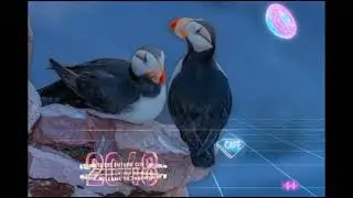 Info Unik || burung Puffin