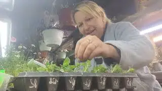 размножаю вербену..🌱.  поболтушки!!!🤪
