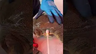 When You Put a Cone on a Hanshou Turtle (He Instantly Levels Up) 