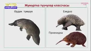 7-класс | Биология | Сүт эмүүчүлөр классы