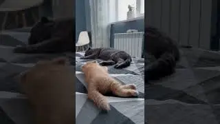 Bonaparte & Misha (ginger)