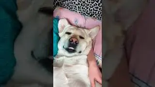 Усыпили собаку 🤣 #лабрадор #приколы