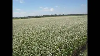 Какая дальность полета пчелы