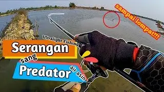 Mancing Barakuda Menggunakan Teknik Casting | spot tambak