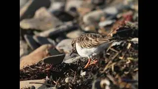 Turnstone