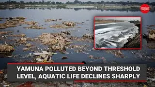 Yamuna polluted beyond threshold level, aquatic life declines sharply