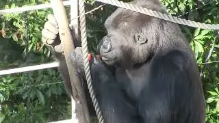 シャバーニ家族 1169  Shabani family gorilla