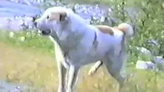 Грузинская горная собака ( НАГАЗИ ) ТУГО