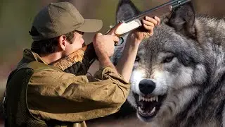 Как Дикий Волк Отомстил Охотнику, за совершенным им деяния !