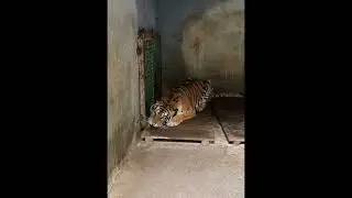 Tiger suddern attacks