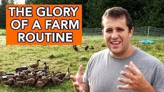 Routine Morning on a Duck Farm