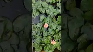 lotus flower at nsti (W) indore