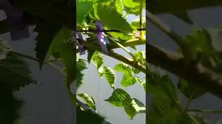 Формирование летних сортов ежевики. 24.08.2024