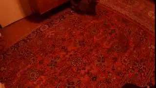 нападение кролика на кота (это жесть кролик тиран))))