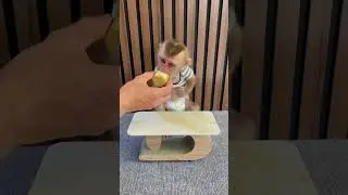 Baby monkey shakes hand to eat banana🍌