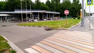 Веденее. МАМА Утка и Утята Благополучно Пересекли Липецкую Улицу Москва 22.06.2022  Года.альхалия.