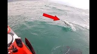 #70 - INCRÍVEL! Esse peixe briga muito