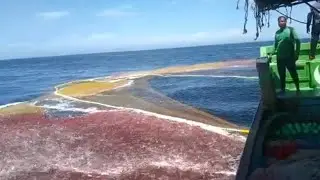 Purse seine sardine
