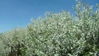 Весна,пчелы...тупик и безысходность?