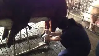 Semen collection in boar