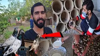 Main Apny Birds ko Feed me kya Deta Hon?/Surprize for you about Birds feed🕊😀🧐🦤🐍🐊🐅😂😎😤#ZahidZHB