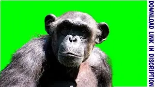 APES Green screen animation | CHIMPANZEE Green screen animation @greenscreencartoons