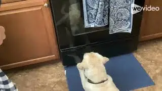 Yellow Lab Puppy Barking At Himself At The Oven!