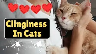 My Cat Won't Leave Me Alone (Cat Suddenly Clingy!)