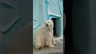 Привет от Умки из новосибирского зоопарка.