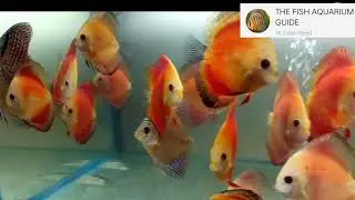 Community Discus | Fish tank | Aqua Guide |