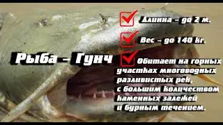 Рыбы убийцы/Killer fish