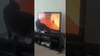 Cat T.V. is the best (Adventures with Joey)