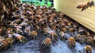 The Light Of Hum - CD - Voice of the Honeybees