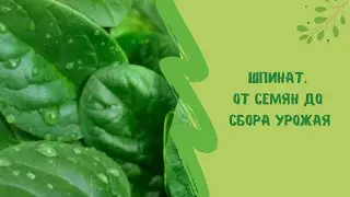🌿☝ Шпинат. От семян до сбора урожая
