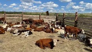 Бычки 70 голов на продажу Герефорд Казахские Сименталы  2021