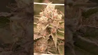 Stay hungry. Stay humble. Stay blessed. We're only as good as our last harvest 