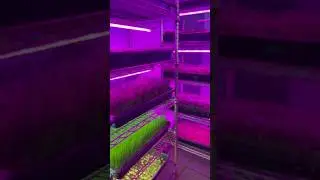 Light 💡 to produce plants 🪴 #horticulturelighting