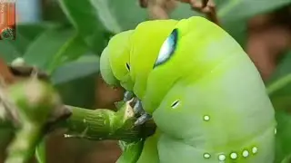 These are the most dangerous worms